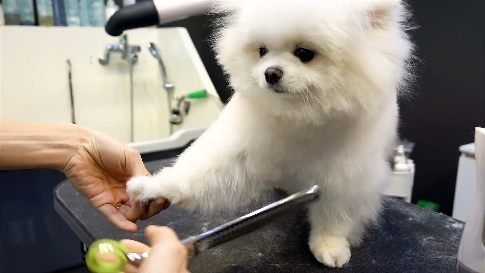 ⁣Puppy Pomeranian Grooming Teddy Bear Style