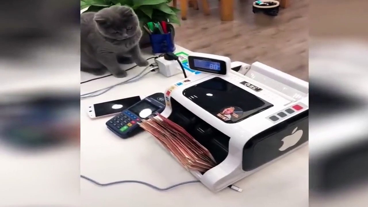 Funny Cats Trying Not to Laugh - Funny Cats Videos