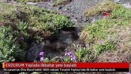 ERZURUM Yaylada ilkbahar yeni başladı