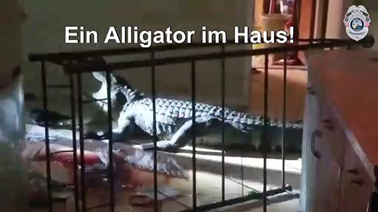 Alligator randaliert in Florida