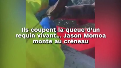 Ils coupent la queue d’un requin vivant… Jason Momoa monte au créneau !