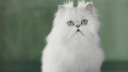 Com’ - Pubs entre chiens et chats