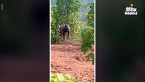 18 हाथियों के दल को ग्रामीणों ने घेरा, गुलेल मारकर भड़का रहे, भगाने के लिए जंगल में लगा दी आग