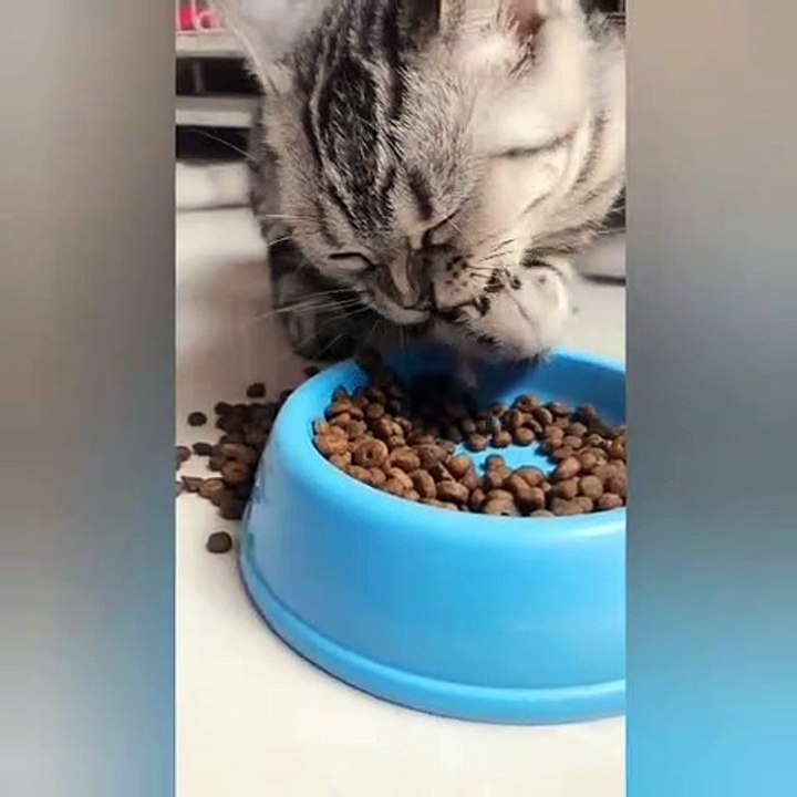 The cat eat by his hand.