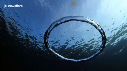 Moment jellyfish goes for a spin after wrapping itself around bubble ring