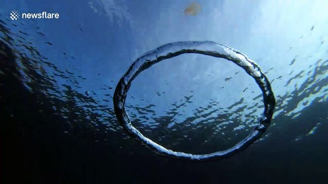 Moment jellyfish goes for a spin after wrapping itself around bubble ring