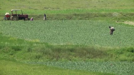 "Mayıs ve haziranda satılan sarımsaklar Taşköprü sarımsağı değildir"