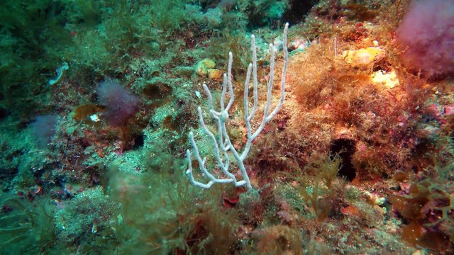 Comienza la campaña ‘Protección más allá de la piel’ para proteger la piel y los fondos marinos