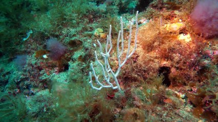 Comienza la campaña ‘Protección más allá de la piel’ para proteger la piel y los fondos marinos