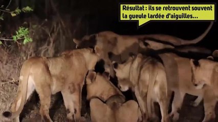 Les lions seraient-il des mangeurs d'hommesmalgré eux ?