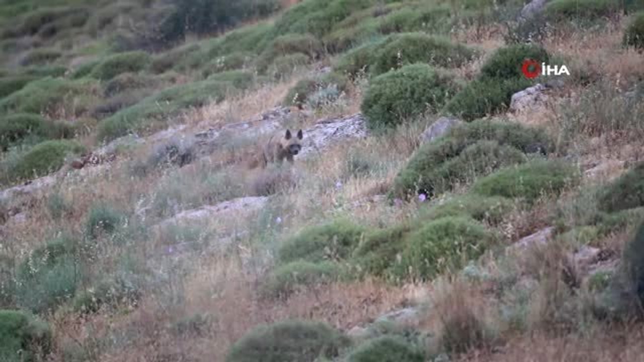 Hatay dağ ceylanı ve nesli tehlike altında olan çizgili sırtlan böyle görüntülendi