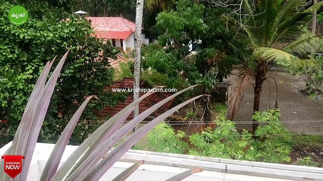 flower appeared in pineapple plant using organic fertilizers - പൈനാപ്പിള്‍ ചെടിയില്‍ പൂവിരിഞ്ഞു