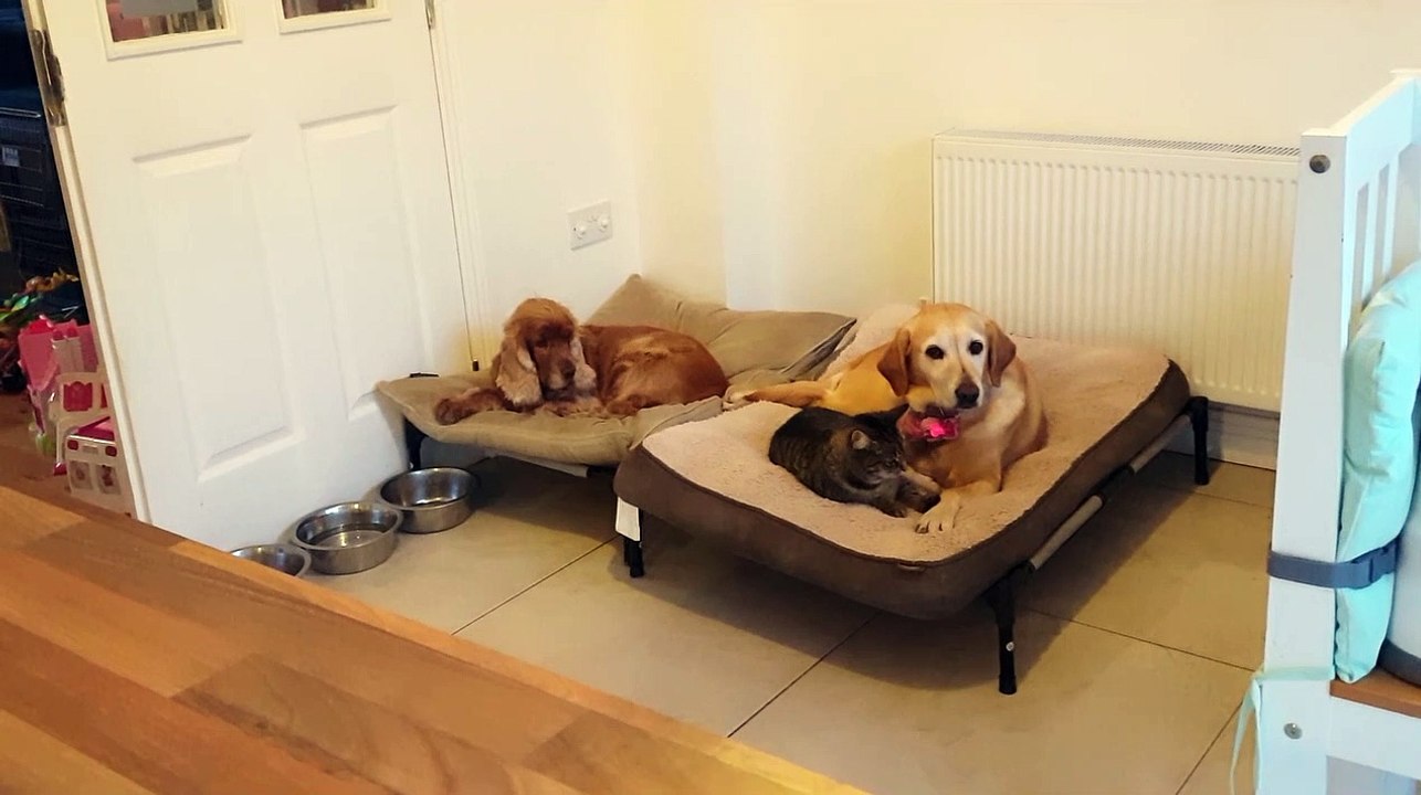 You paw thing: Cat tricks dog with cuddling to kick dog out of own bed
