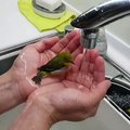 Cet oiseau ne peut pas résister à l'eau. Regardez ce qu'il fait !
