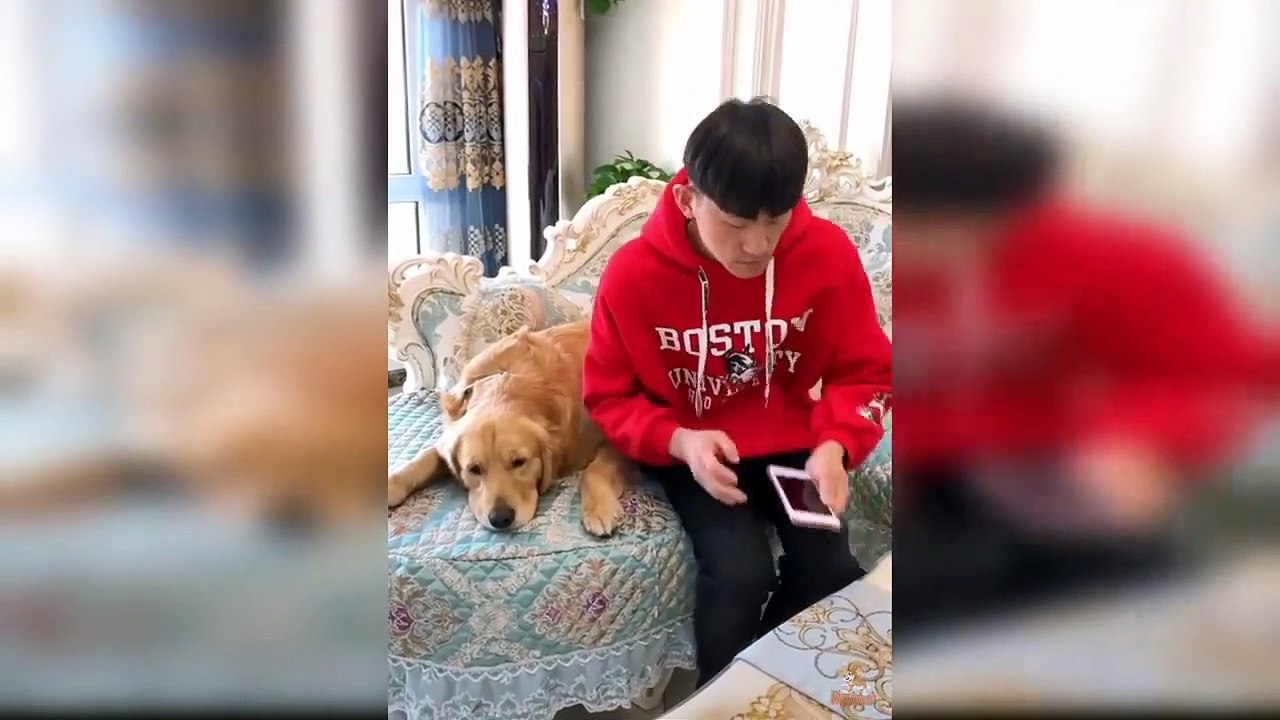 Dog Reaction to Faking Owner Death - Funny Dog Reaction with Faking Death Compilation