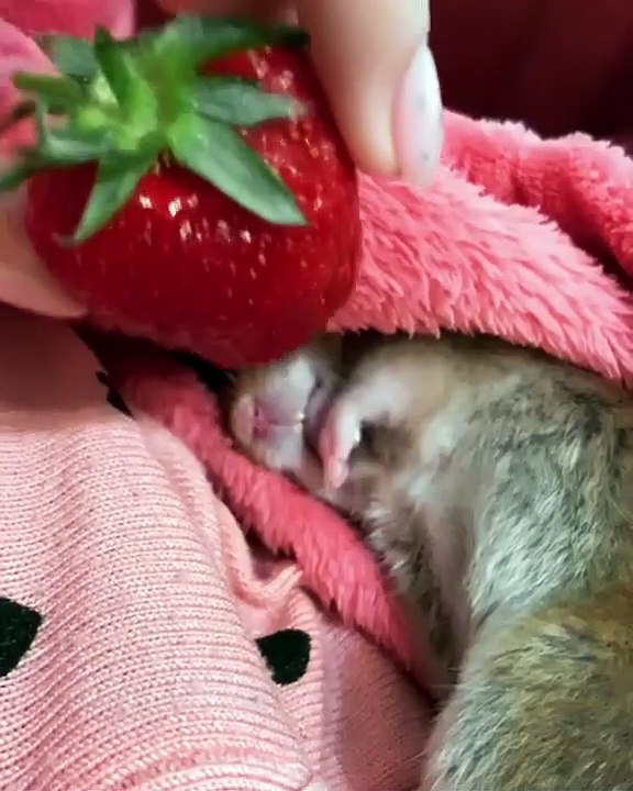 Ce hamster se réveille d'une drôle de manière. Trop chou !