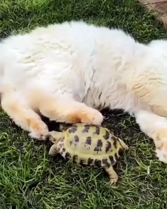 Ce chat n’apprécie pas vraiment ce que la tortue lui fait. Trop marrant !