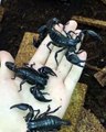 Admirez ces sublimes scorpions noir. Magnifique !
