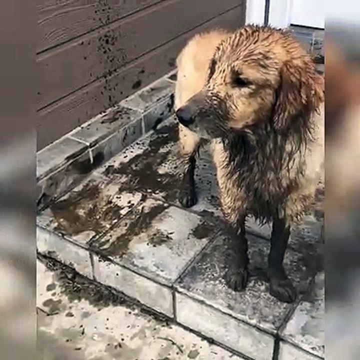 Ce chien a été attrapé entrain de se salir et il demande pardon. Regardez !