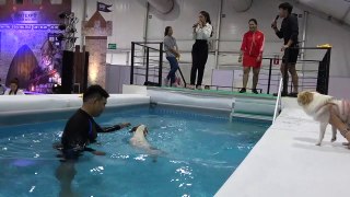 Dogs make a splash in diving competition at Thai pet show