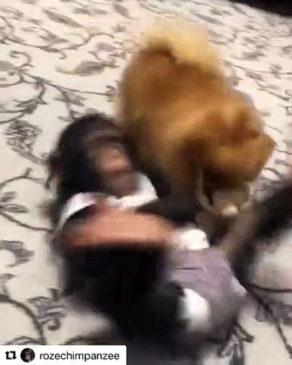 Quand un chihuahua et bébé singe se bagarre pour un jouet, voici ce que ça donne !