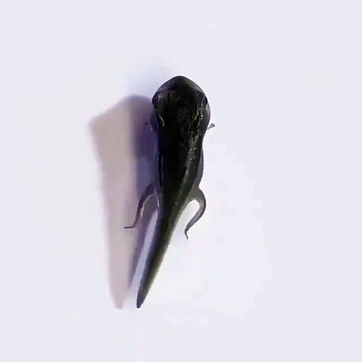 La nature est trop belle ! Observez les étapes de maturation de la grenouille !