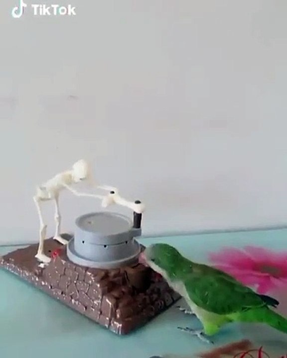 Quand un perroquet est très intelligent et sait comment se servir. Trop chou !