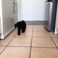 Ce chiot suit sa maîtresse partout dans la maison. Admirez sa beauté !