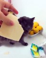 Quand un chat n'aime pas du tout le fromage, voici ce que ça donne !