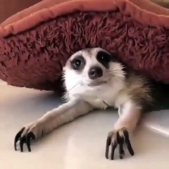 Ce suricate a une étrange façon de bailler. Regardez !