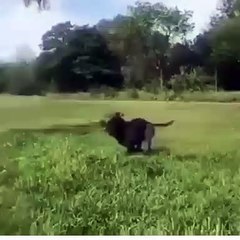 Surprenant ! Admirez ce pitbull qui ressemble beaucoup à un guépard !