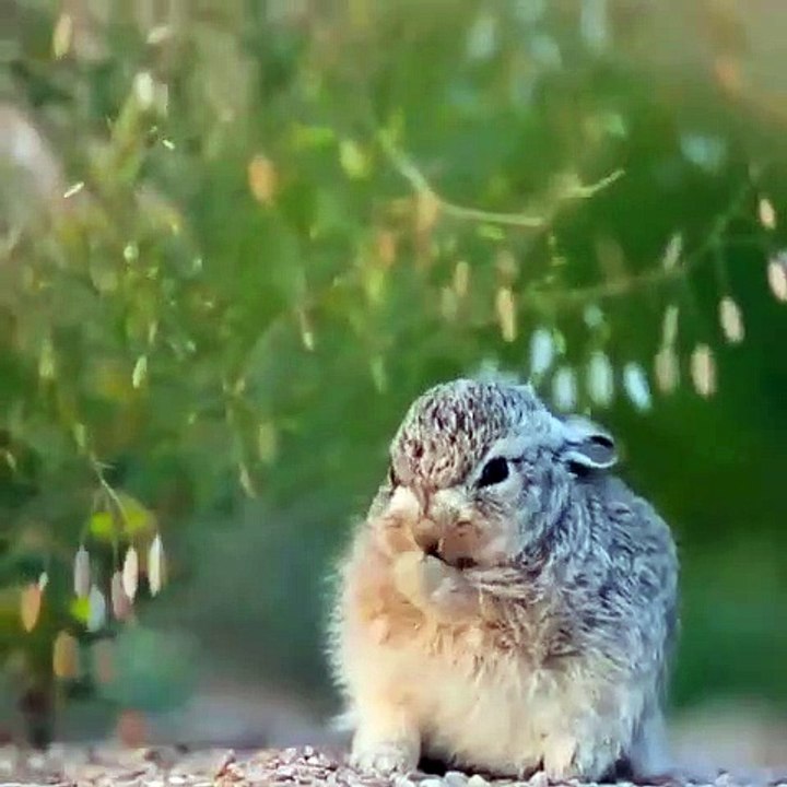 Ce bébé lapin va vous faire sourire. Magnifique !