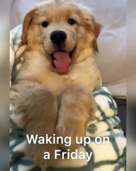 Ce chien a des humeurs changeantes chaque matin. Regardez !