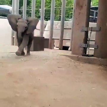 Quand un petit éléphant éternue, voici ce que ça donne. Surprenant !