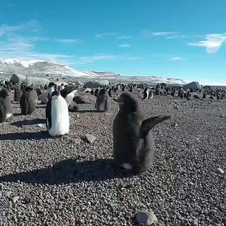 Ce pingouin veut voler à tout prix. A mourir de rire !