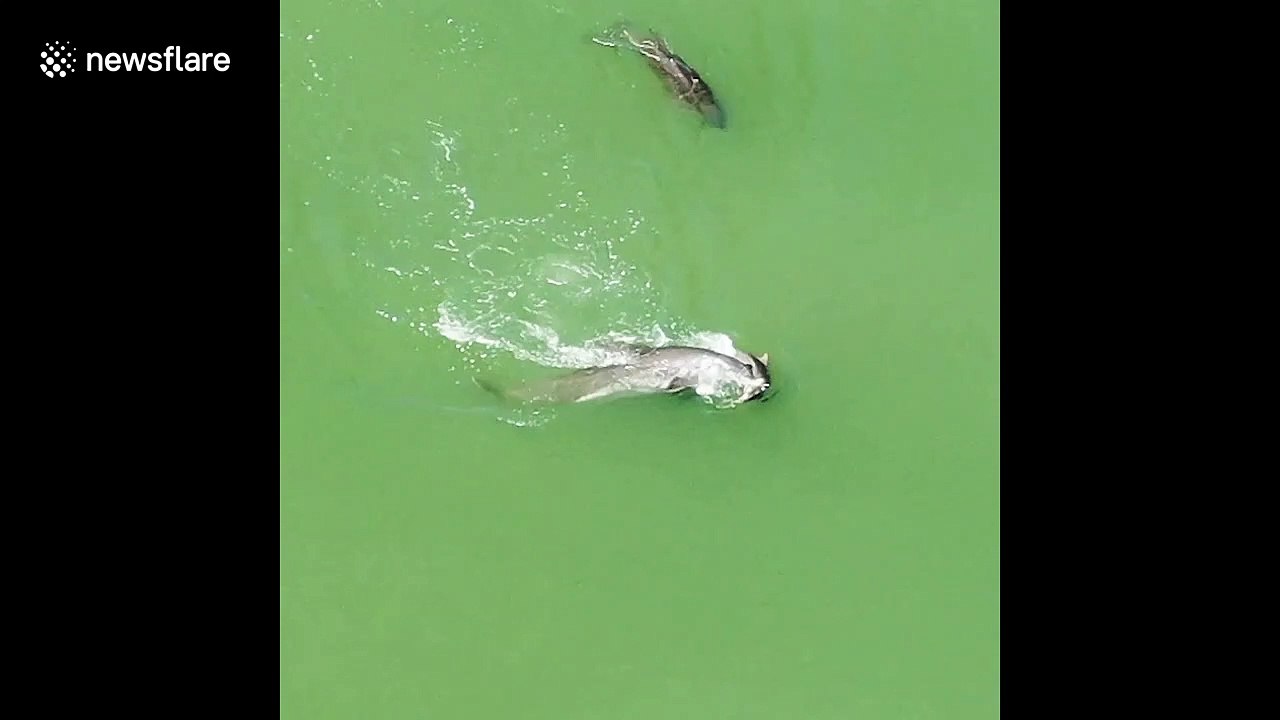 Grieving mother dolphin refuses to leave her dead calf behind off Florida coast