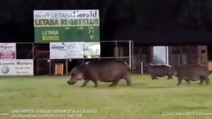 Una partita di rugby interrotta a causa di un’invasione di ippopotami