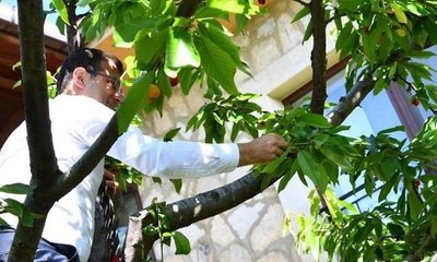 Ekrem İmamoğlu, ağaca çıkıp kiraz topladı