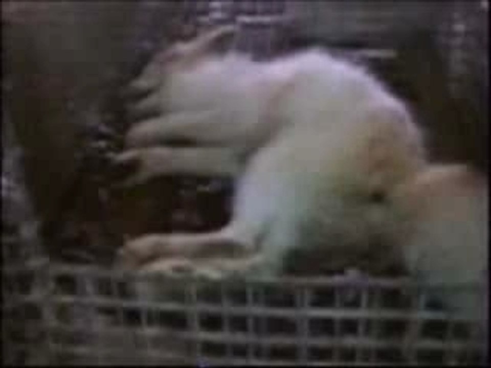 animals trash 4 6