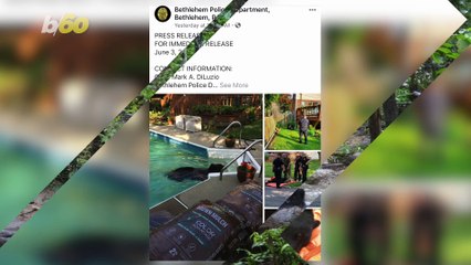 Police Find a Bear ‘Swimming Bare’ In Residential Pool