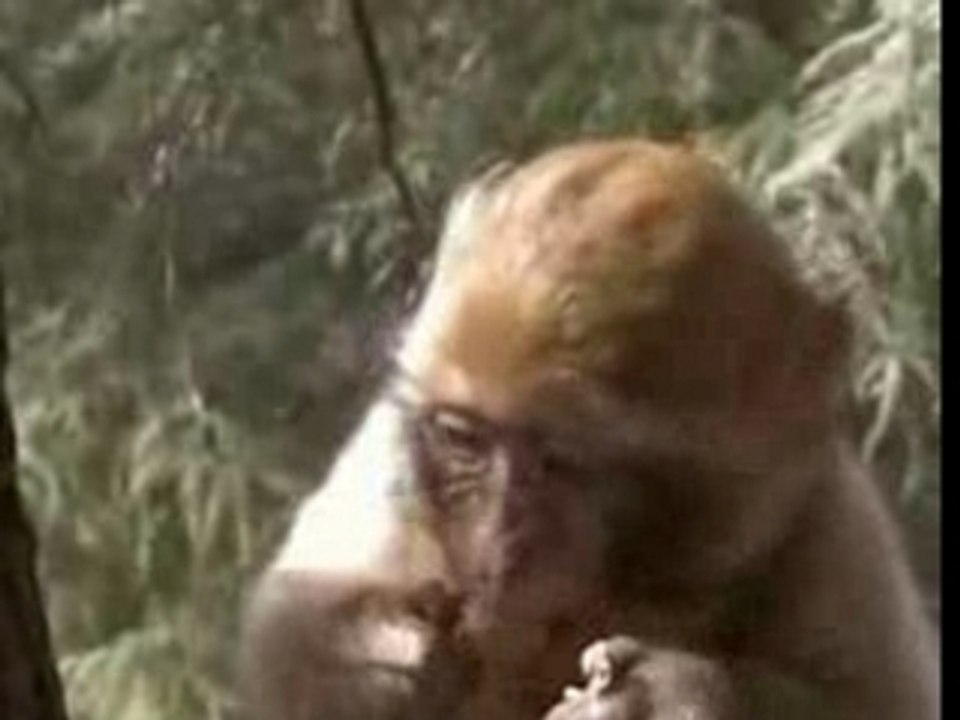 MAROC SINGE AZROU
