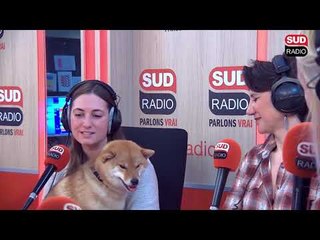 D'adorables petits Shiba Inu dans #VosAnimaux avec Natacha Harry