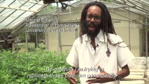 Jamaican scientist seeks to bring back ganja weeds of old