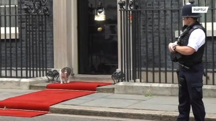 Is this for me? Downing Street cat strolls down red carpet instead of Trump!