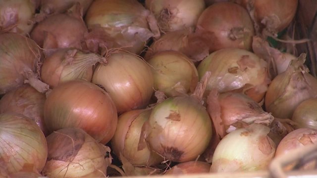 양파 대란, 20kg이 커피 한 잔 값! / YTN