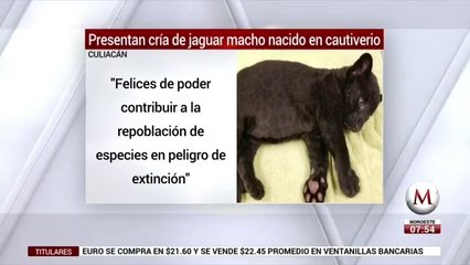 Nace jaguar 'negro' en zoologico de Culiacán
