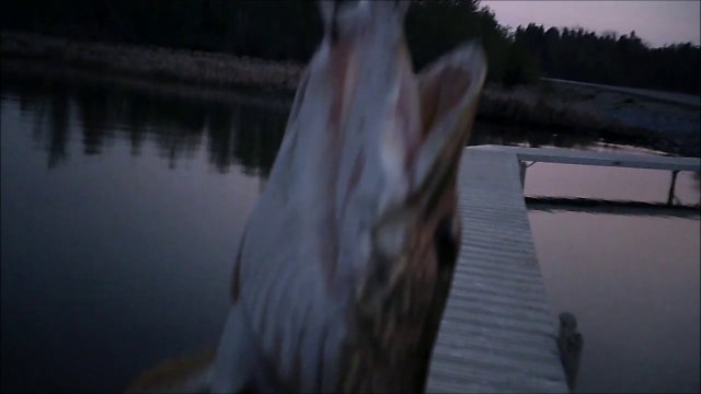 mch 90 gull lake catch it almost got my lip grabber.