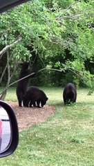 Bears Burglarizing Bank's Berries