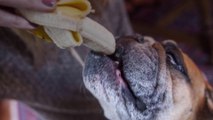Is It Safe for Dogs to Eat Bananas?