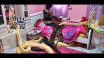 Il vit avec des dizaines de pythons dans sa chambre
